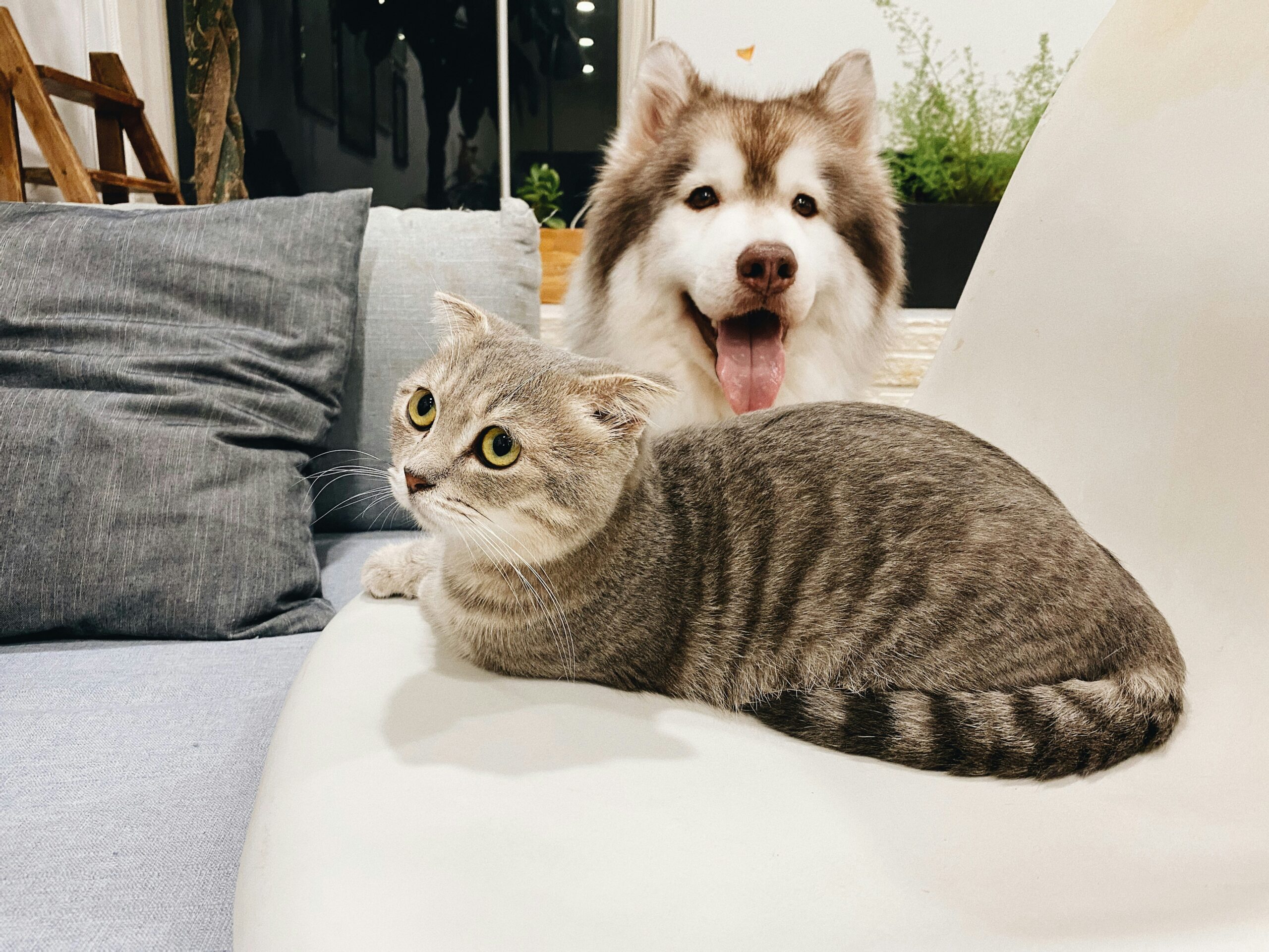 迷子犬と脱走猫